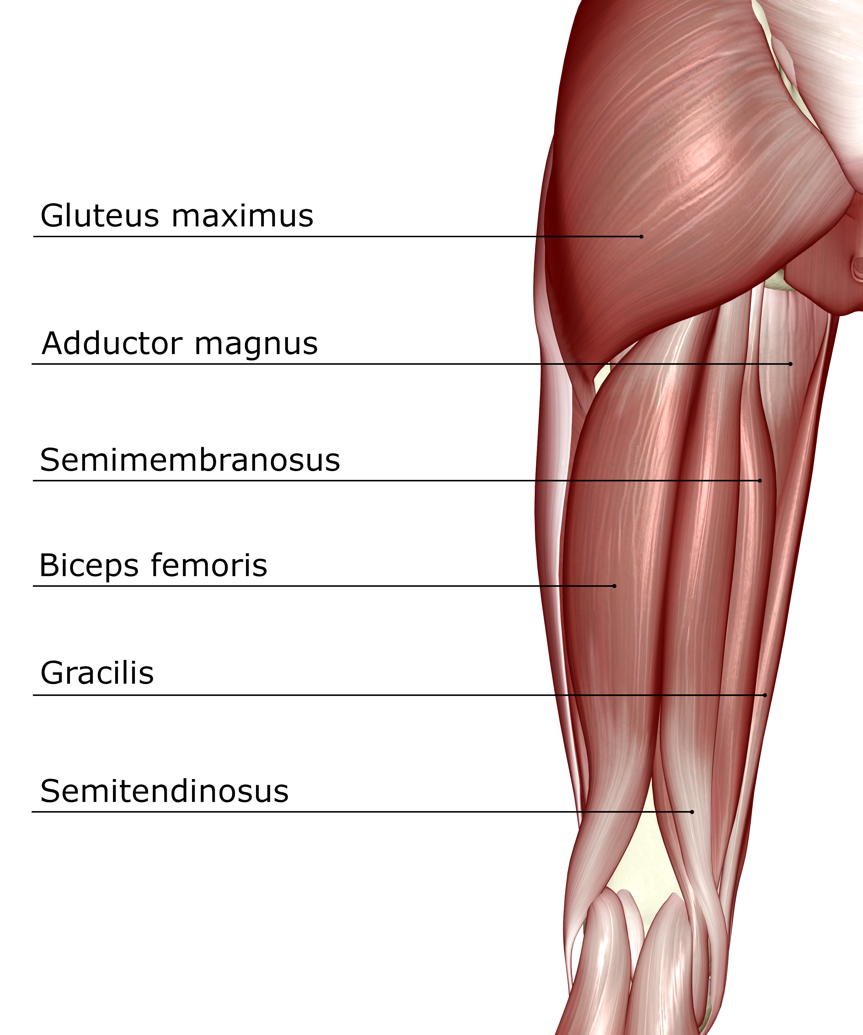 Gluteal Muscles Diagram