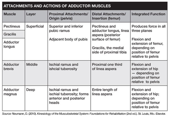 ACE - ProSource™: May 2016 - Functional Anatomy Series: The Adductors