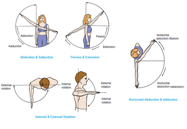 Joint movements of the shoulder, bodybuilding workout ...